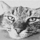 Bored Kitten 80x60cm schwarz/weiß per eMail