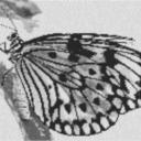 Butterfly1 80x60cm schwarz/weiß als Volldruck