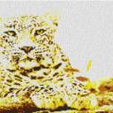 Leopard 80x60cm yellow Style per eMail