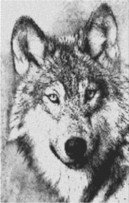 Wolf 60x80cm schwarz/weiß als Entwurfdruck