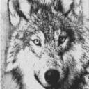 Wolf 60x80cm schwarz/weiß als Entwurfdruck