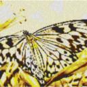 Butterfly2 80x60cm yellow Style als Volldruck
