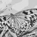 Butterfly2 80x60cm schwarz/weiß per eMail