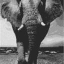 Elefant 60x80cm schwarz/weiß als Entwurfdruck