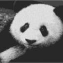 Panda 80x60cm schwarz/weiß als Volldruck