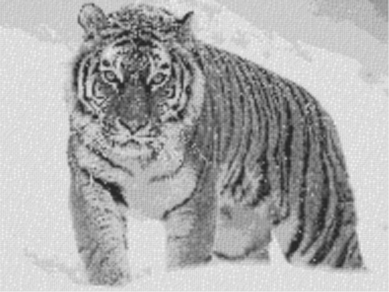 Tiger im Schnee 80x60cm schwarz/weiß als Volldruck