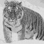 Tiger im Schnee 80x60cm schwarz/weiß als Volldruck