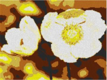 Anemone 80x60cm yellow Style per eMail